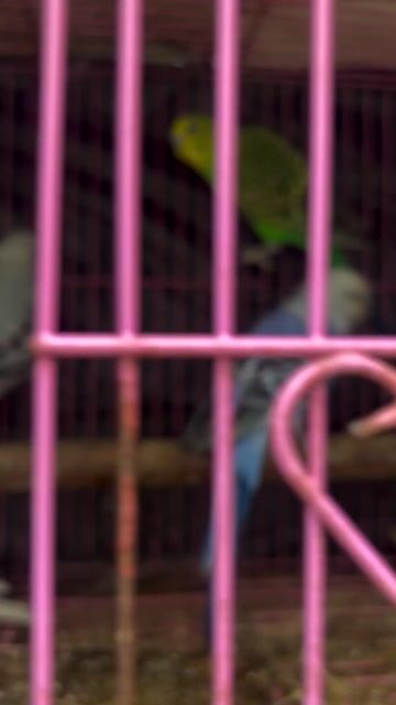 cap chim hl tơ. Mua bán Chim tại Huyện Cần Giờ Tp Hồ Chí Minh được đăng bởi hieu  hình 1