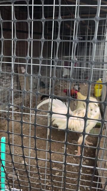 Gà trống 10 tháng. Mua bán Gà tại Thành phố Thủ Đức Tp Hồ Chí Minh được đăng bởi thế quốc  hình 1