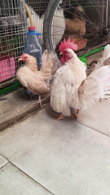 1 trống 3 mái Serama sinh sản lứa 2. Mua bán Gà tại Quận 12 Tp Hồ Chí Minh được đăng bởi Gà Kiểng Sài Gòn  hình 1
