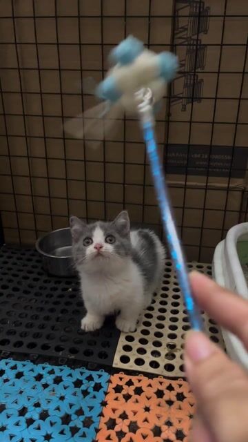 Bicolor lùn. Mua bán Mèo tại Quận Bình Tân Tp Hồ Chí Minh được đăng bởi Huỳnh Như hình 1