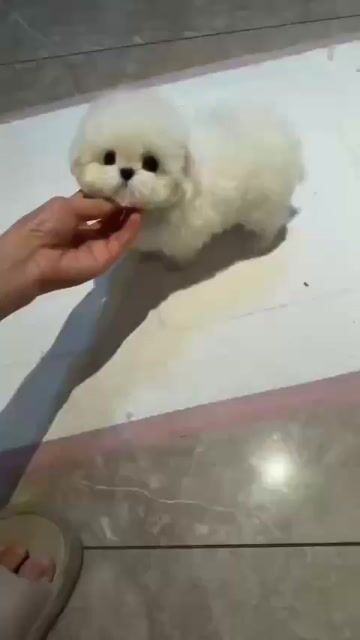 Chó Bichon Mini đực 3 tháng nhập trung siêu cấp. Mua bán Chó tại Quận 7 Tp Hồ Chí Minh được đăng bởi Như Ý hình 1