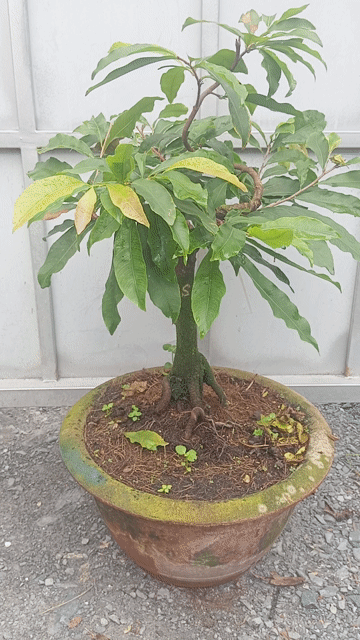 Mai vàng siêu bông SG. Mua bán Cây cảnh, đồ trang trí tại Huyện Củ Chi Tp Hồ Chí Minh được đăng bởi LT hình 1