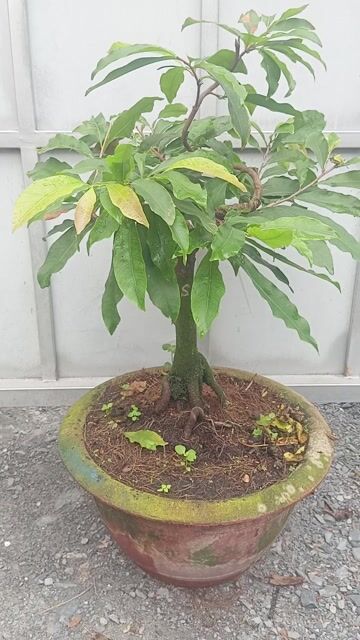 Mai vàng siêu bông SG. Mua bán Cây cảnh, đồ trang trí tại Huyện Củ Chi Tp Hồ Chí Minh được đăng bởi LT hình 1