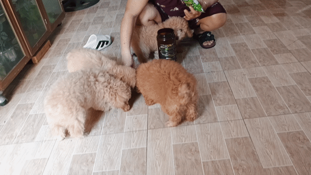 Chó Poodle Nâu 2 tháng tuổi hấu ăn lanh lẹ. Mua bán Chó tại Thành phố Thủ Đức Tp Hồ Chí Minh được đăng bởi Võ Minh Thành hình 1