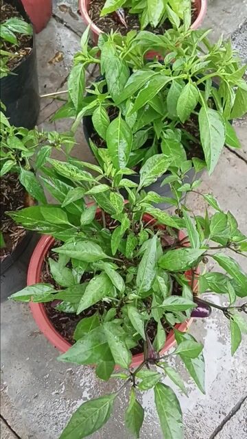 Ớt kiểng 6 chậu đã có hoa trái. Mua bán Cây cảnh, đồ trang trí tại Huyện Cần Giuộc Long An được đăng bởi nhok giang hình 1