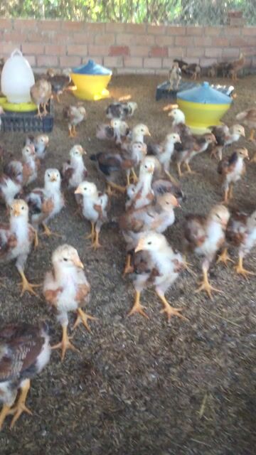 bán gà giống 3-4lang. Mua bán Gà tại Huyện Xuân Lộc Đồng Nai được đăng bởi Bán gà ta giống  hình 1