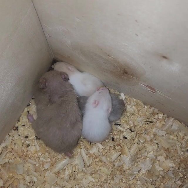 Chuột Hamster dưới 1 tháng. Mua bán Thú cưng khác tại Huyện Bình Chánh Tp Hồ Chí Minh được đăng bởi Nguyễn Tuấn  hình 1