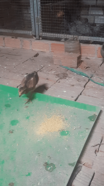 Gà chọi con đực cái. Mua bán Gà tại Huyện Xuân Lộc Đồng Nai được đăng bởi Linh hình 1