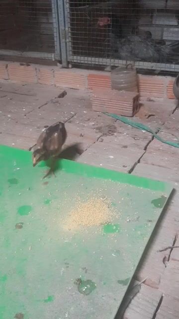 Gà chọi con đực cái. Mua bán Gà tại Huyện Xuân Lộc Đồng Nai được đăng bởi Linh hình 1