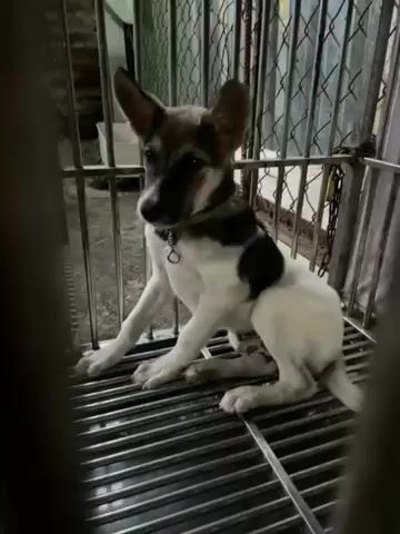 Chó xoáy lưng đực 5 tháng. Mua bán Chó tại Huyện Bình Chánh Tp Hồ Chí Minh được đăng bởi Phát hình 1