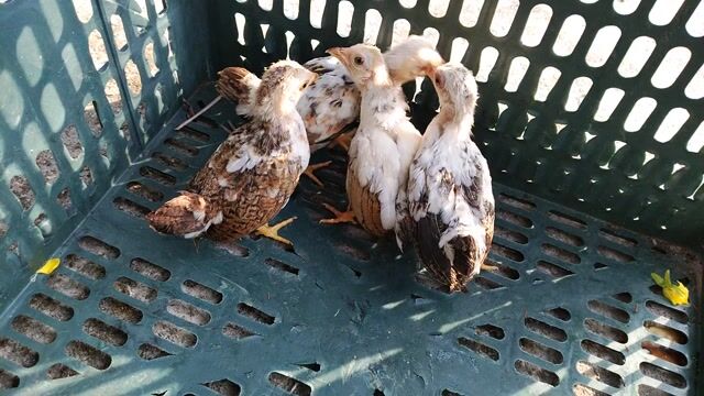 4 mái tre bắc cộc bông. Mua bán Gà tại Huyện Châu Thành Tiền Giang được đăng bởi Lê Thuonq hình 1