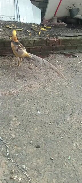 Chim bảy màu trống nhiều màu. Mua bán Chim tại Huyện Hóc Môn Tp Hồ Chí Minh được đăng bởi Như Lê hình 1