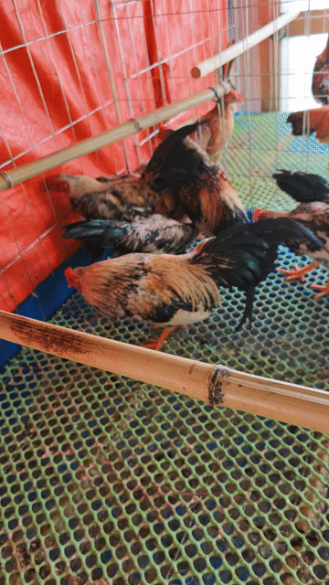 Gà Bắc Tít Đực Vỡ trạng. Mua bán Gà tại Huyện Hoài Đức Hà Nội được đăng bởi Mê Gà Trại hình 1