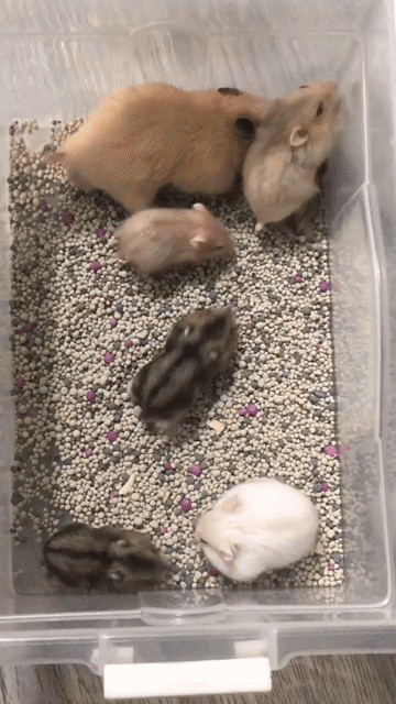 Chuột Hamster nhiều màu. Mua bán Thú cưng khác tại Quận 1 Tp Hồ Chí Minh được đăng bởi hàng hiệu  hình 1