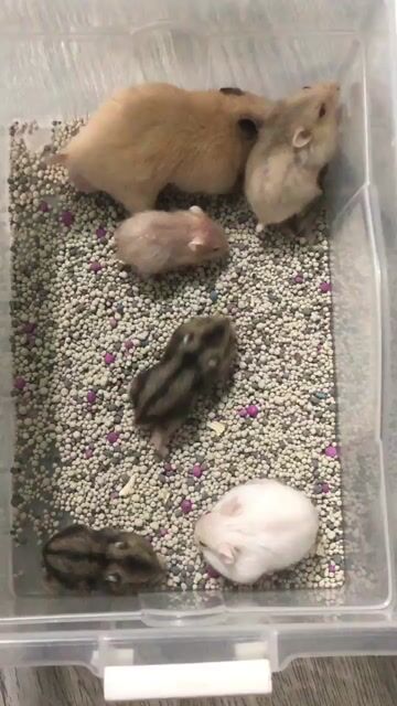 Chuột Hamster nhiều màu. Mua bán Thú cưng khác tại Quận 1 Tp Hồ Chí Minh được đăng bởi hàng hiệu  hình 1