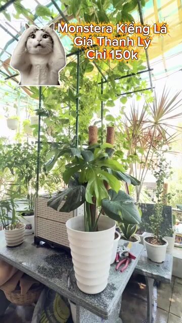 Cây cảnh Monstera lá xẻ 65-80cm. Mua bán Cây cảnh, đồ trang trí tại Thành phố Phan Thiết Bình Thuận được đăng bởi Thái Bơ hình 1