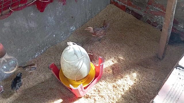 Gà Lông Thái – Mỹ – Peru con. Mua bán Gà tại Huyện Long Điền Bà Rịa - Vũng Tàu được đăng bởi Hà Xuyên Betta Guppy Shop hình 1