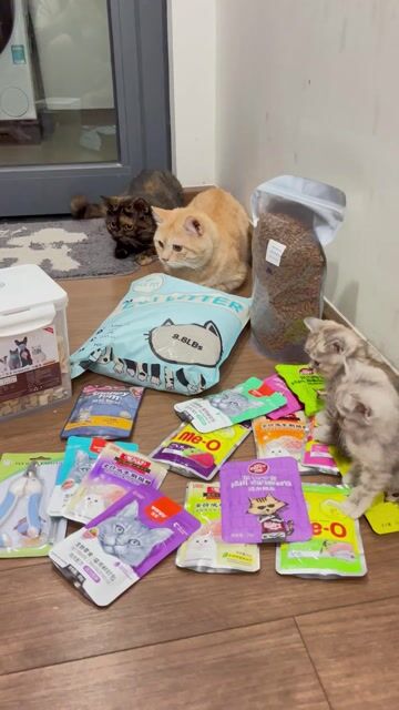 Mèo Anh lông ngắn đã tiêm phòng. Mua bán Mèo tại Quận Hoàng Mai Hà Nội được đăng bởi Yen Nhi hình 1