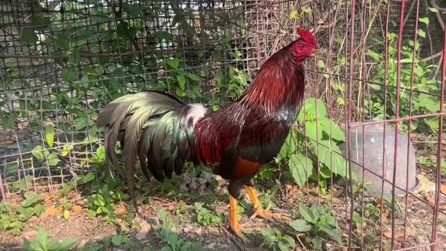 Gà trống Xanh tơ 1.55kg. Mua bán Gà tại Huyện Chợ Gạo Tiền Giang được đăng bởi Phúc Nguyễn hình 1