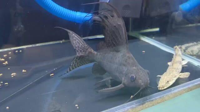 Cá chuột mã thiên đốm đẹp u17. Mua bán Thú cưng khác tại Quận 5 Tp Hồ Chí Minh được đăng bởi Thanh Bình hình 1