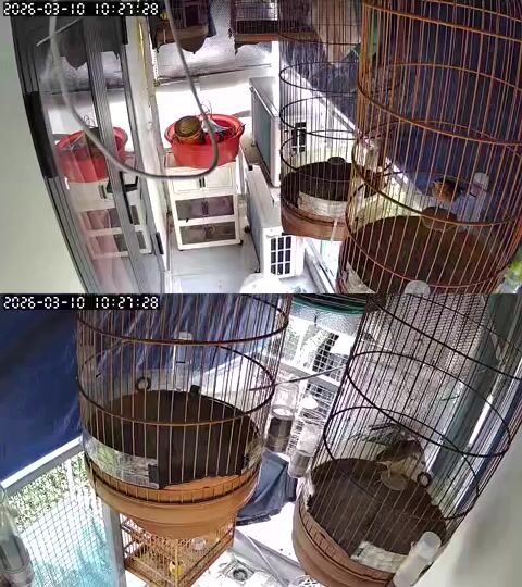 Chim Sơn ca 7 bộ. Mua bán Chim tại Thành phố Thủ Đức Tp Hồ Chí Minh được đăng bởi Yeu Chim hình 1