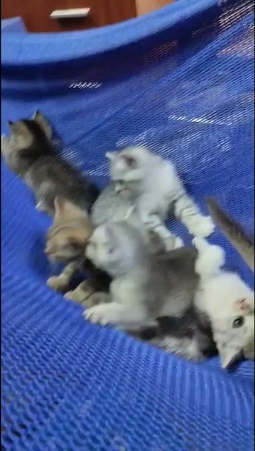 Mèo Anh 1.5 tháng. Mua bán Mèo tại Quận Bình Tân Tp Hồ Chí Minh được đăng bởi Thanh Trúc hình 1