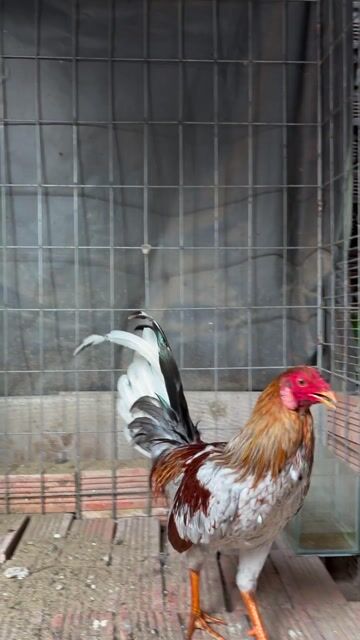 Gà  Xám 1.25kg 6.5 tháng. Mua bán Gà tại Quận 12 Tp Hồ Chí Minh được đăng bởi Hoàng mã lại hình 1