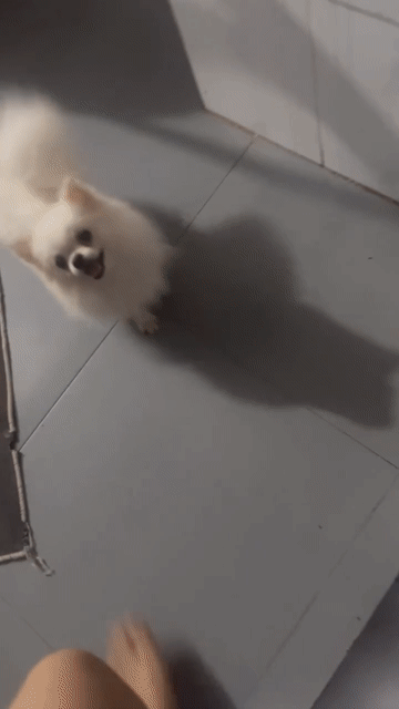 Chó Phốc Sóc cái màu Trắng. Mua bán Chó tại Huyện Chơn Thành Bình Phước được đăng bởi Nhu Y hình 1