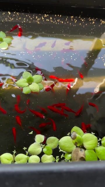 Cá kiếm màu đỏ. Mua bán Thú cưng khác tại Quận Hải Châu Đà Nẵng được đăng bởi Mai Phương hình 1