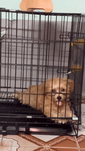 Chó Poodle Nâu vàng đã tiêm phòng. Mua bán Chó tại Quận Thanh Khê Đà Nẵng được đăng bởi Hong  hình 1