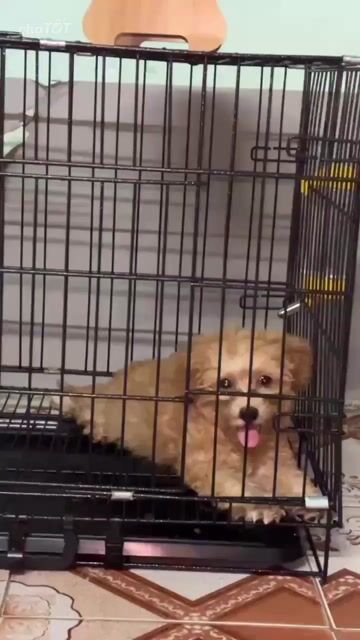 Chó Poodle Nâu vàng đã tiêm phòng. Mua bán Chó tại Quận Thanh Khê Đà Nẵng được đăng bởi Hong  hình 1