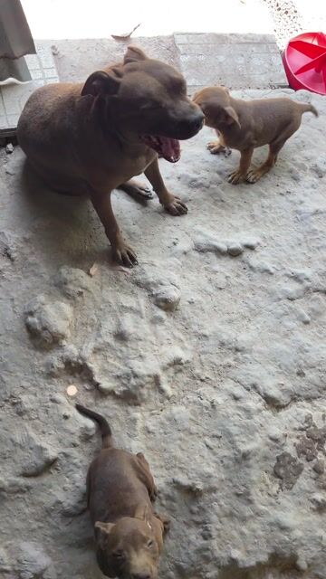 Chó Pitbull đực cái đã tiêm. Mua bán Chó tại Huyện Châu Thành Tây Ninh được đăng bởi Sang Nguyen hình 1