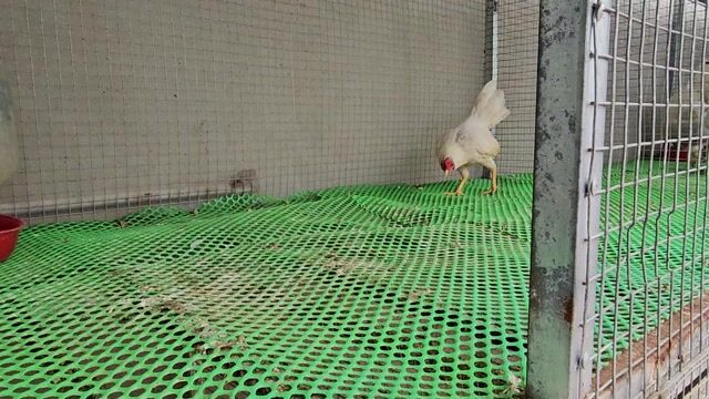 Gà làm cảnh/lấy thịt Trắng. Mua bán Gà tại Huyện An Phú An Giang được đăng bởi baby hình 1