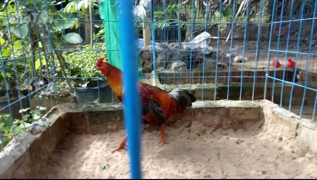 Gà nọc Bến Tre Xanh điều 3.3kg Mùa đầu. Mua bán Gà tại Huyện Mỏ Cày Bắc Bến Tre được đăng bởi Huy Bến Tre hình 1