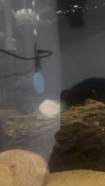 Cá két platinum Trắng nhỏ. Mua bán Thú cưng khác tại Thành phố Vũng Tàu Bà Rịa - Vũng Tàu được đăng bởi Vince hình 1