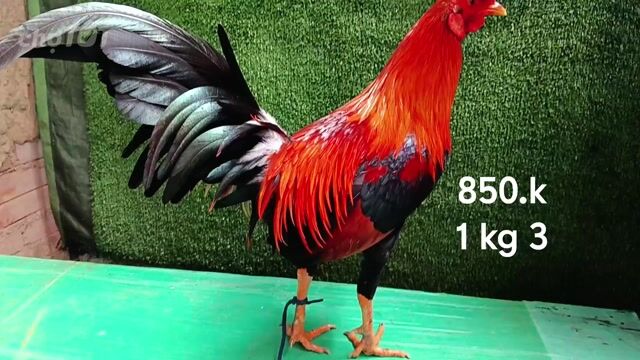 Gà trống Đỏ đen 1.3 kg. Mua bán Gà tại Quận Gò Vấp Tp Hồ Chí Minh được đăng bởi nam gà tre  hình 1