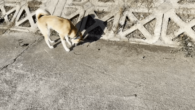 Chó Akita Inu Nâu vàng (Đực) 6 tháng 17kg. Mua bán Chó tại Quận Đống Đa Hà Nội được đăng bởi Vũ Thanh Tùng hình 1