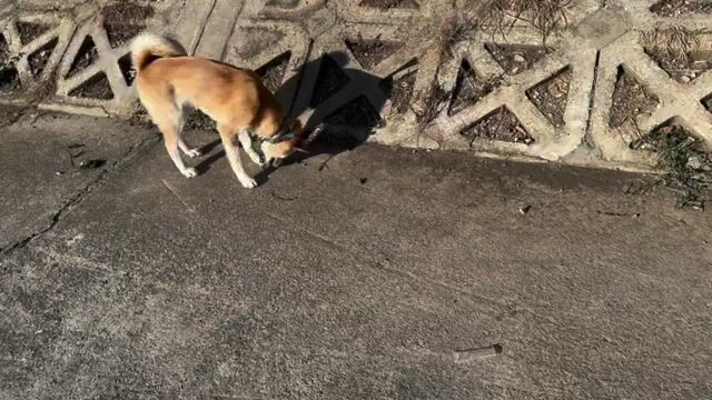 Chó Akita Inu Nâu vàng (Đực) 6 tháng 17kg. Mua bán Chó tại Quận Đống Đa Hà Nội được đăng bởi Vũ Thanh Tùng hình 1