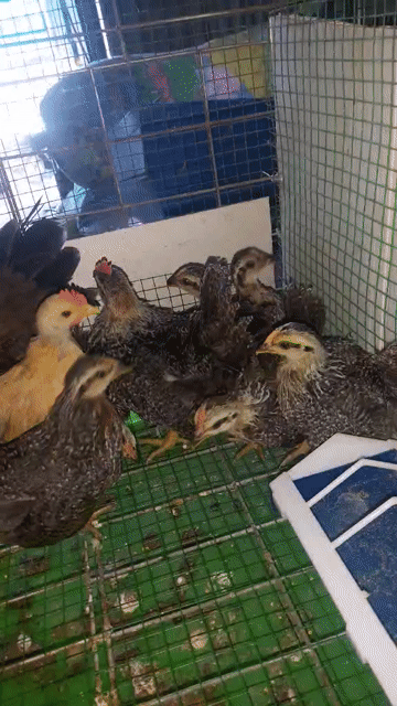 Gà tre Thái 1-2 tháng tuổi. Mua bán Gà tại Huyện Vĩnh Cửu Đồng Nai được đăng bởi Trần Phước hình 1