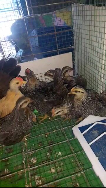 Gà tre Thái 1-2 tháng tuổi. Mua bán Gà tại Huyện Vĩnh Cửu Đồng Nai được đăng bởi Trần Phước hình 1