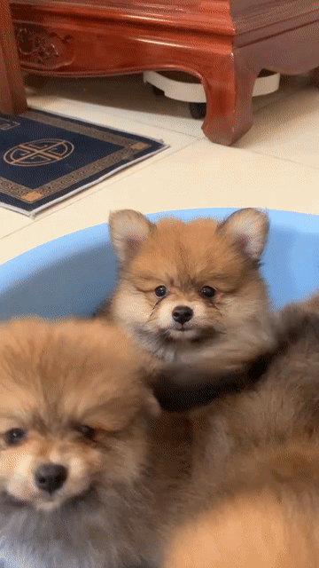 chó nhà đẻ. Mua bán Chó tại Huyện Thanh Trì Hà Nội được đăng bởi Phạm Vu Quang hình 1