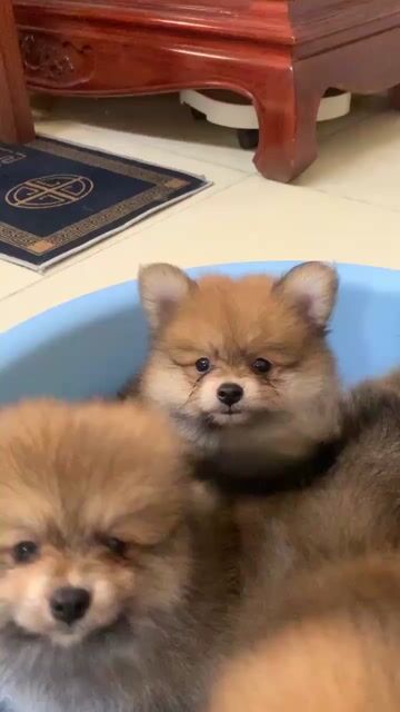 chó nhà đẻ. Mua bán Chó tại Huyện Thanh Trì Hà Nội được đăng bởi Phạm Vu Quang hình 1