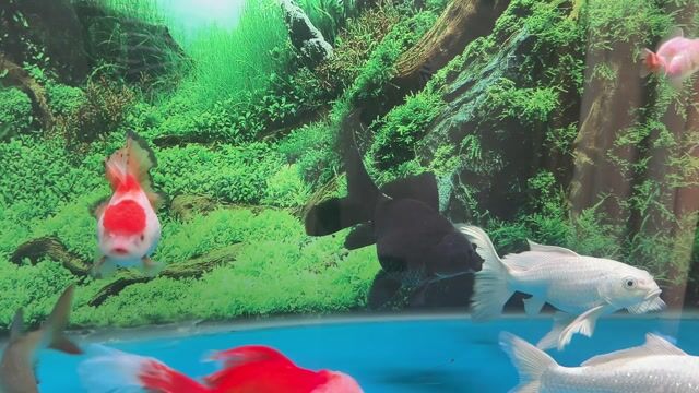 Cá chép sư tử Đen Trung bình. Mua bán Thú cưng khác tại Huyện Nhà Bè Tp Hồ Chí Minh được đăng bởi Quốc Thắng hình 1