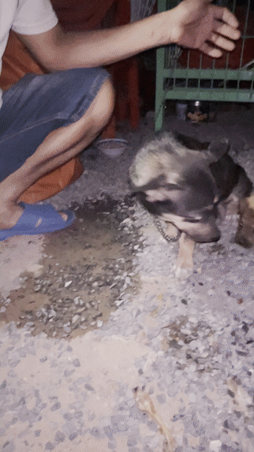 Chó con màu Nâu. Mua bán Chó tại Thị xã Tân Uyên Bình Dương được đăng bởi Anh Khoa hình 1