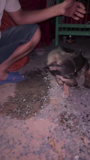 Chó con màu Nâu. Mua bán Chó tại Thị xã Tân Uyên Bình Dương được đăng bởi Anh Khoa hình 1