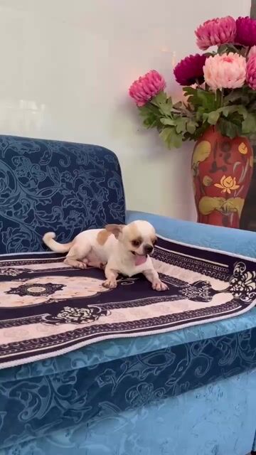 Chó chihuahua đủ màu sắc. Mua bán Chó tại Thành phố Phan Thiết Bình Thuận được đăng bởi Anh Phương hình 1