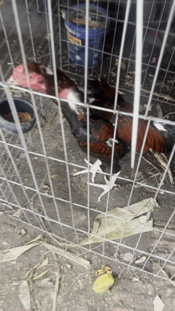 Gà chọi Đen đỏ Đực. Mua bán Gà tại Huyện Đông Anh Hà Nội được đăng bởi Hung Chu hình 1