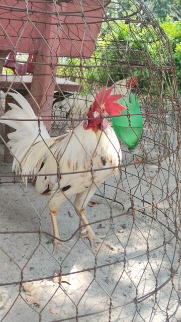 siu mỹ 2kg8 bo tươi. Mua bán Gà tại Huyện Tịnh Biên An Giang được đăng bởi Mr Chicken AG hình 1