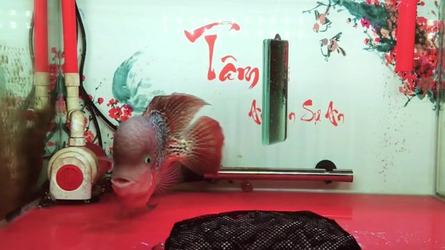 Cá La Hán Kamfa F1 6.5-7 ngón Đỏ. Mua bán Thú cưng khác tại Thành phố Thủ Đức Tp Hồ Chí Minh được đăng bởi Trần Khang hình 1