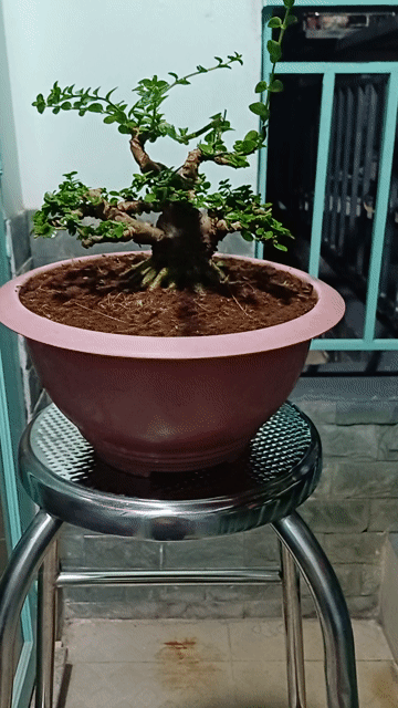 Cây Sam Hương Mini 12cm 20cm 16cm 30cm. Mua bán Cây cảnh, đồ trang trí tại Thành phố Thủ Đức Tp Hồ Chí Minh được đăng bởi chú tám hình 1